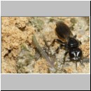 Lindenius albilabris - Grabwespe w001b 6mm - OS-Wallenhorst-Sandgrube-det.jpg